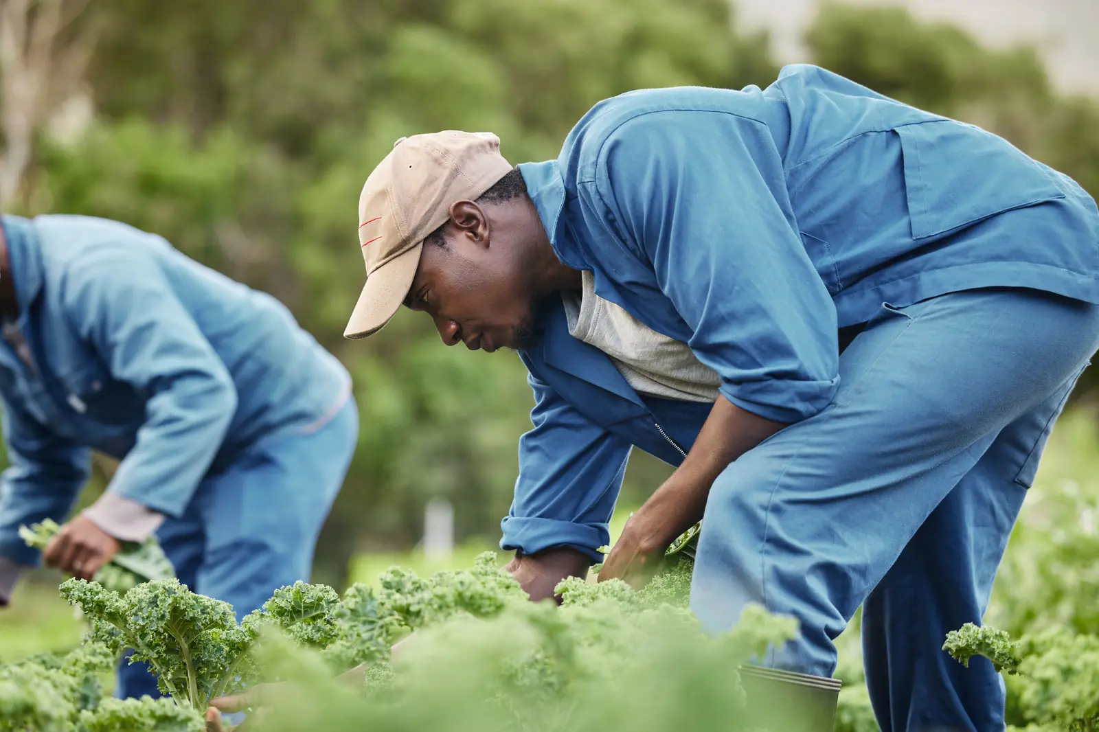 Farm workers in blue overalls harvesting vegetables